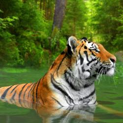 Sumatra Accommodation Arizona