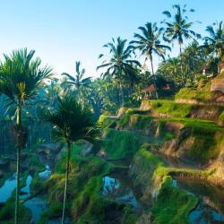 Ubud Accommodation Arizona