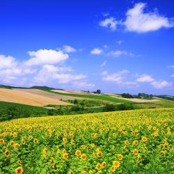 Hokkaido Accommodation Arizona