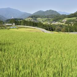 Miyazaki Accommodation Arizona