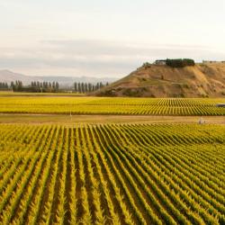 Hawke's Bay Accommodation Arizona