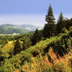 Lodz Accommodation Arizona