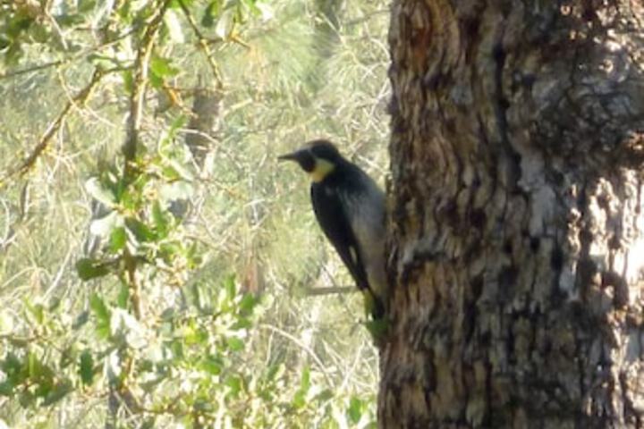 Yosemite Bed & Breakfast - thumb 3