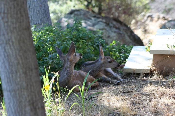 Yosemite Bed & Breakfast - thumb 2