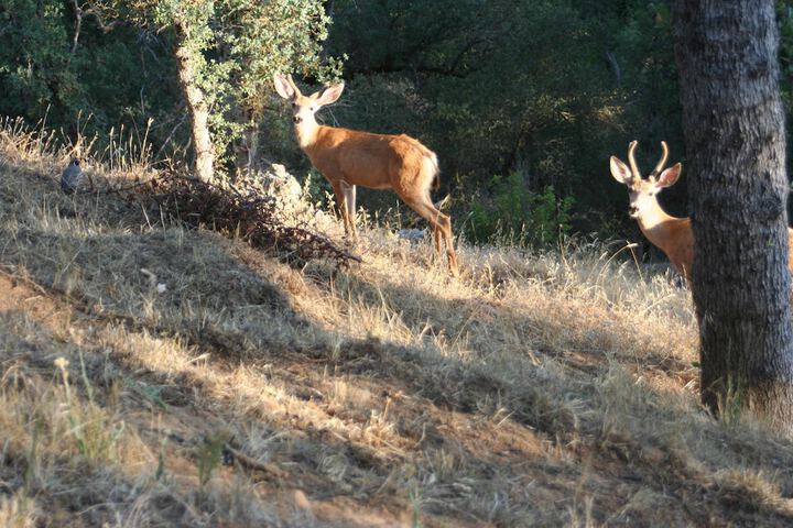 Yosemite Bed & Breakfast - thumb 4