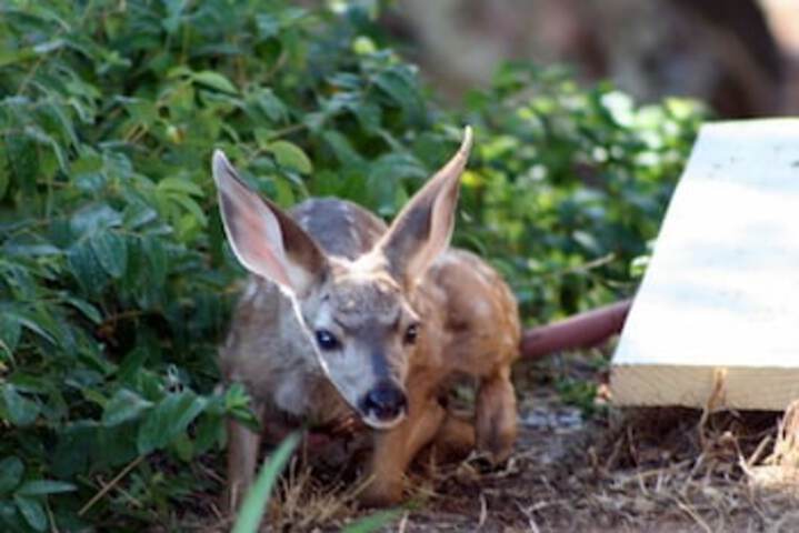 Yosemite Bed & Breakfast - thumb 1
