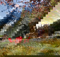 Clydesdale Outpost - Accommodation Arizona