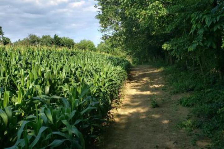 Tentrr Meadow Ridge Farm Woods - thumb 2