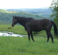 Tentrr Mountain Bliss Campsite - Accommodation Arizona