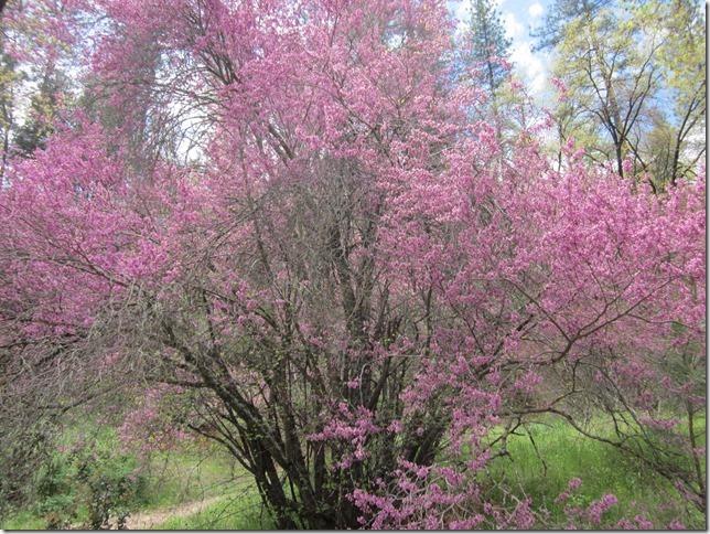 Bear Creek Cabins - thumb 1