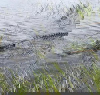 Everglades Airboat Safari - Accommodation Arizona