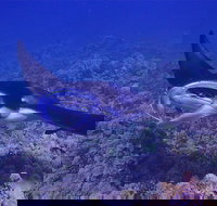 Night Manta Ray Adventure - Accommodation Arizona