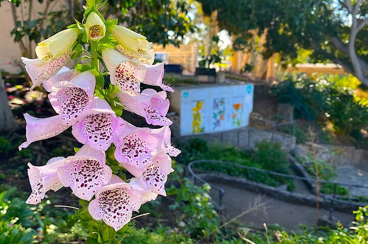 Balboa Park Hidden Gems Tour - thumb 2