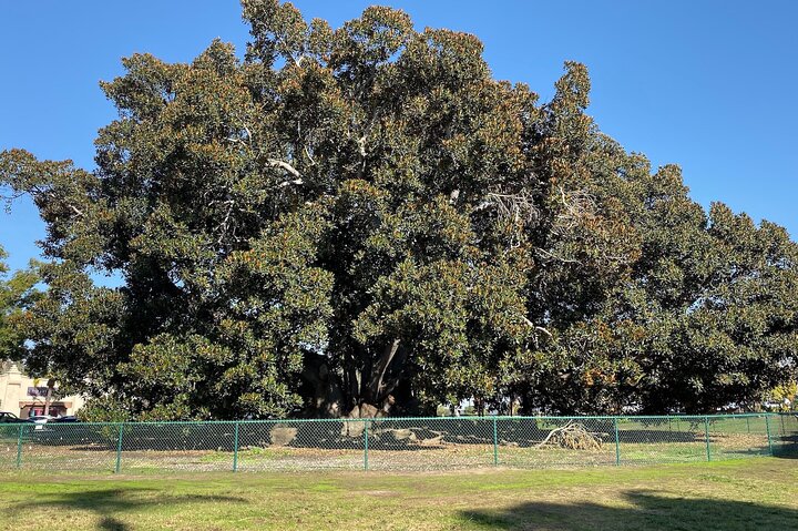 Balboa Park Hidden Gems Tour - thumb 3