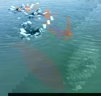 Manatee Snorkeling Tours - Accommodation Arizona