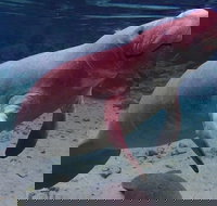 Swim with the Manatees Includes In-Water Guide/Photographer - Accommodation Arizona