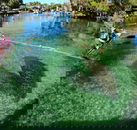 All Clear Kayak Manatee Viewing Ecotour With Local Guide - Accommodation Arizona