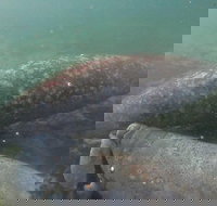 Swim With Manatees In Crystal River Florida - Accommodation Arizona