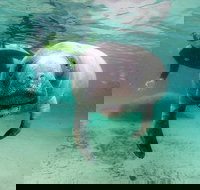 Manatee Snorkel Tour with In-Water Divemaster/Photographer - Accommodation Arizona