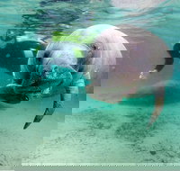 Small group Manatee Tour with In-Water Divemaster/Photographer - Accommodation Arizona