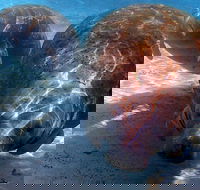 Small Group VIP Manatee Pontoon Tour - Accommodation Arizona