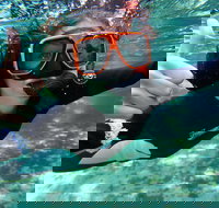 Crystal River Manatee Swim in Kings Bay National Wildlife Refuge - Accommodation Arizona