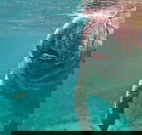 Self Drive Swim with Manatees on the Crystal River - Accommodation Arizona