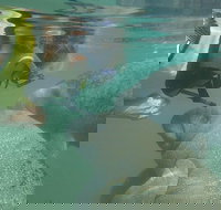 Deluxe Manatee Swim Tour - Accommodation Arizona