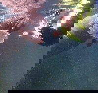 Manatees and Rainbow River by SCUBA or Snorkel - Accommodation Arizona