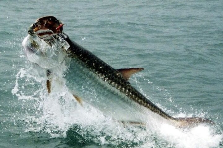 6-hour Miami Inshore Fishing Trip - thumb 5