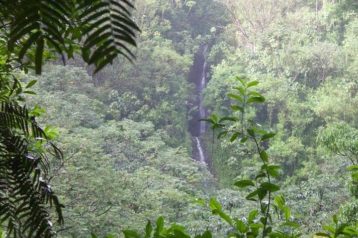 Rainforest Waterfall Trail And Shuttle Service - thumb 0