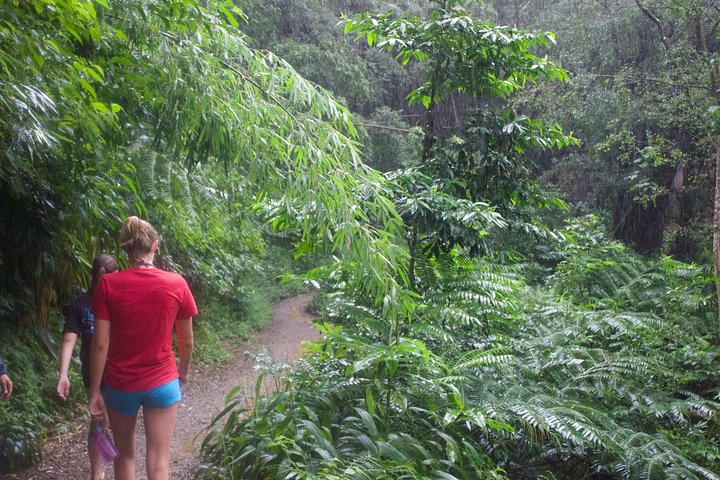 Rainforest Waterfall Trail And Shuttle Service - thumb 1
