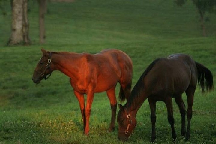 Half-Day Thoroughbred Horse Farm Tour In Kentucky - thumb 0