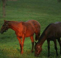 Half-Day Thoroughbred Horse Farm Tour in Kentucky - Accommodation Arizona