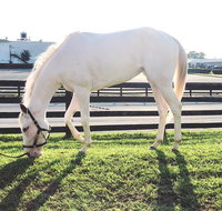 Rarest Thoroughbreds in the World Tour - Accommodation Arizona