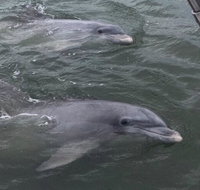 90-Minute Private Dolphin Tour in Hilton Head Island - Accommodation Arizona
