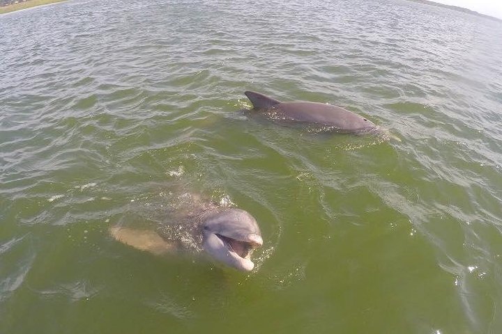 Hilton Head Disappearing Island Dolphin Tour - thumb 0
