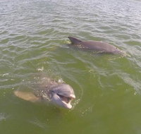 Hilton Head Disappearing Island Dolphin Tour - Accommodation Arizona