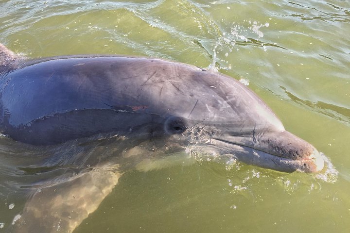 Hilton Head Disappearing Island Dolphin Tour - thumb 1