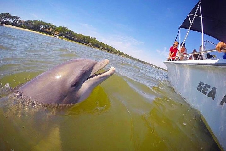 Hilton Head Disappearing Island Dolphin Tour - thumb 3