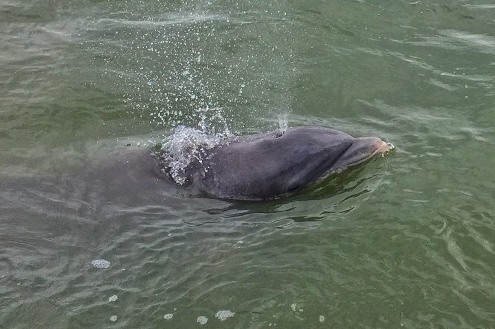 Private Dolphin Tour - thumb 1