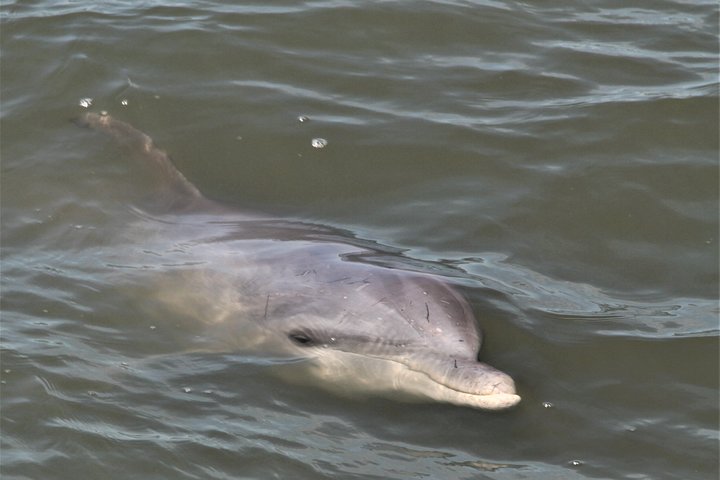 Private Dolphin Tour - thumb 3