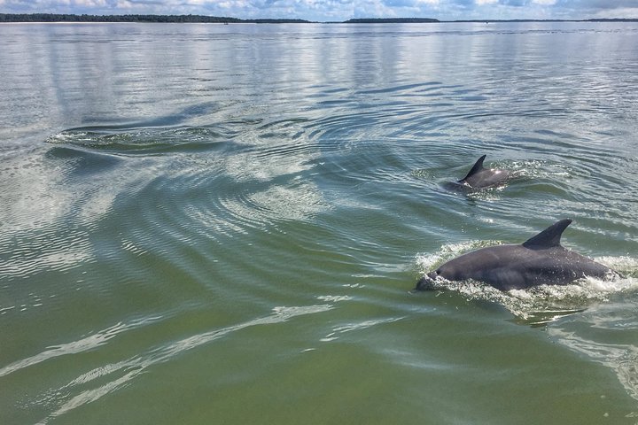 Private Dolphin Tour - thumb 5