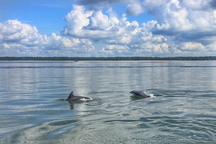 Hilton Head Morning Dolphins & Donuts Cruise - thumb 0