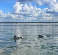 Hilton Head Morning Dolphins  Donuts Cruise - Accommodation Arizona