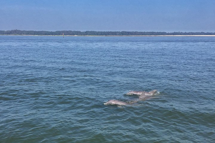Hilton Head Morning Dolphins & Donuts Cruise - thumb 1