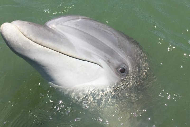 Private Hilton Head Dolphin Watching Tour With Waterfront Dining Stops - thumb 2