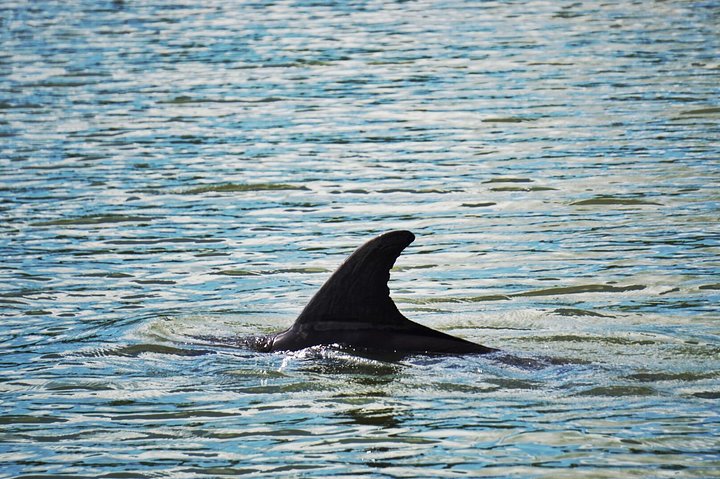 Private Hilton Head Dolphin Watching Tour With Waterfront Dining Stops - thumb 5