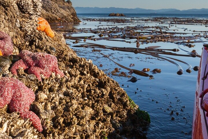 Sea Kayak And Mountain Bike Adventure Near Olympic National Park - thumb 5