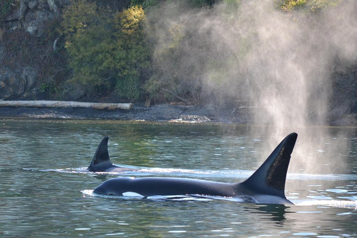 Whale Watching From Friday Harbor - thumb 0